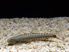 This species is uncommon in the aquarium hobby.