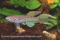 Fundulopanchax sjoestedti adult male