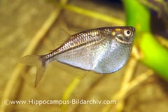 Gasteropelecus levis