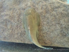 Dorsal view of G. aeroides.