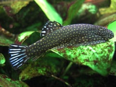 A typically-patterned specimen of G. ctenocephalus with blue colouration in both dorsal and caudal fins.