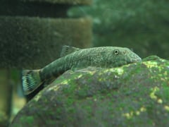 Very little is known about this potentially undescribed species and few images exist.