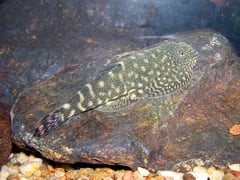 This apparently undescribed species appears related to members of the G. ridens group (see 'notes').