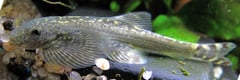 This species is rarely-seen in the trade.
