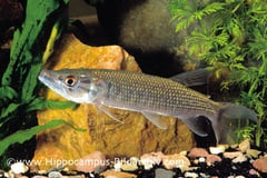 Hepsetus odoe juvenile