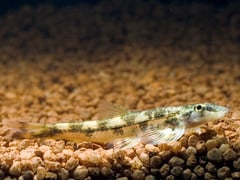 It's unclear whether H. nebulosus has yet appeared in the trade.