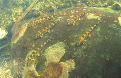 H. sexmaculata in its natural habitat, Chao Phraya river system, Thailand.