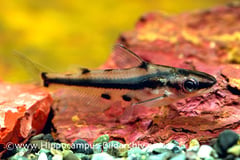 Hyalobagrus flavus