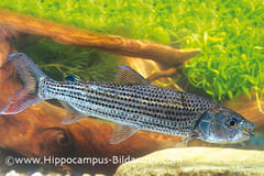 Hydrocynus goliath subadult