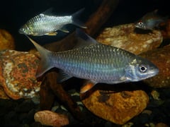 Subadult specimen.