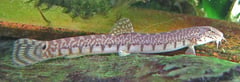 This species always has 10 or more vertical bars along each flank.