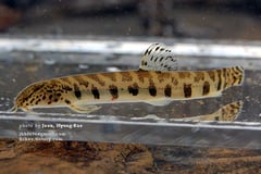 A specimen photographed in the field.