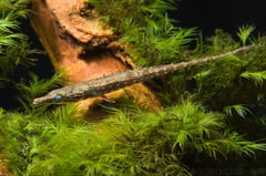 Adult male specimen from the aquarium trade.
