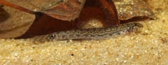 This species is rarely-traded.