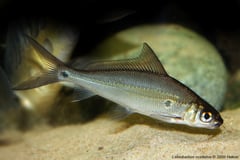Subadult specimen of Labiobarbus ocellatus.