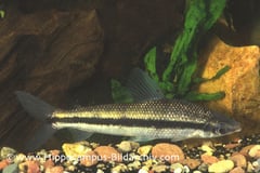 Laemolyta taeniata