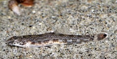 Female specimen of Lepidocephalichthys annandalei.