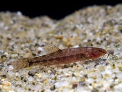 This is one of the few species in the genus to possess a forked caudal fin.