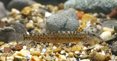 Specimen from the Mun River, Thailand, type locality of the species.