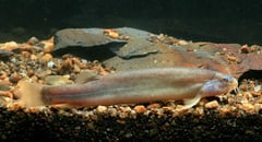 Adult specimen.