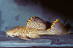Leporacanthicus triactis adult