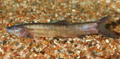 The 'standard' colour phase of this species.