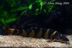 This species is sometimes confused with the much bigger, stockier L. elongata.