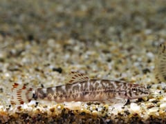 Typically-patterned specimen.