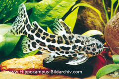 Liosomadoras oncinus