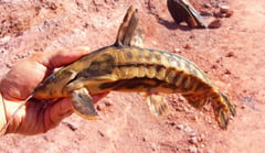 Wild specimen pictured in the field, rio Tocantins system, Brazil.