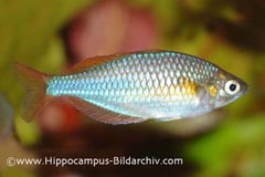 Melanotaenia praecox