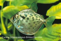 Metynnis maculatus