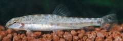 Male specimen from the river Thua Luu, Vietnam.