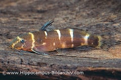 Microsynodontis polli