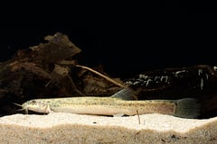 A typically-patterned subadult specimen.