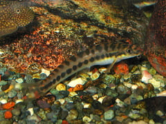 A defining character of this species is that the dark bars and saddles on the body are wider than the lighter-coloured interspaces.