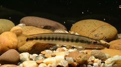 This species has unique body patterning within the genus (see 'notes').
