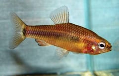 Neolebias ansorgii male.