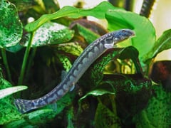 This species may never have been exported outside Japan.
