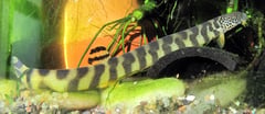 K. multifasciata is almost unknown in the western hobby.