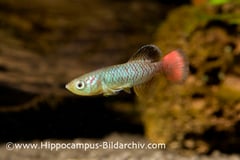 Nothobranchius guentheri male