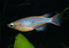 Adult male specimen.