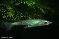 Adult female carrying eggs, which in this species remain attached until hatching.