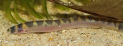 This species is most easily told apart from P. cuneovirgata by its lack of nasal barbels...