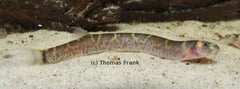 This fish appears to be an undescribed species from the Barito River system, Kalimantan Selatan province, Indonesian Borneo...