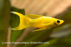 Poecilia latipinna "golden lyretail" male