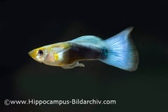 Adult male; ornamental 'steel blue' form.