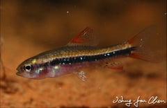 Subadult male specimen.