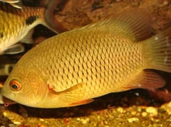 Pristolepis marginatus