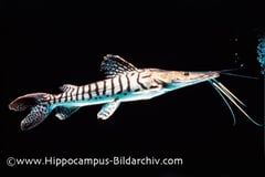 Pseudoplatystoma fasciatum adult
